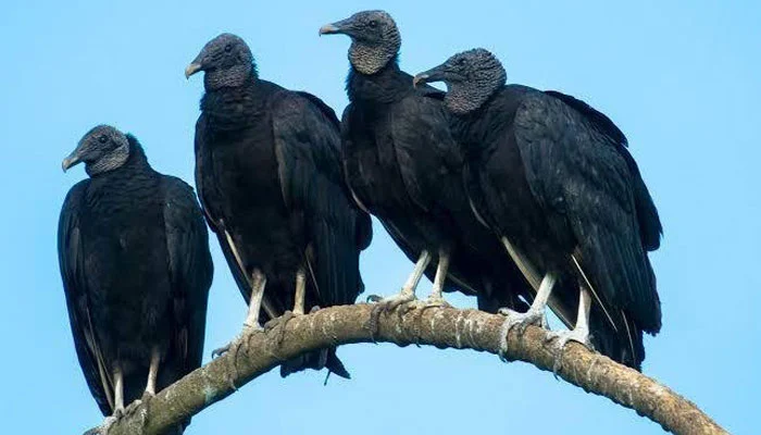 نحوست کی علامت سمجھے جانے والے گدھ ماحول کے اہم محافظ